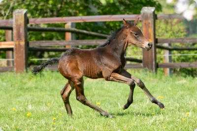 Zauberflori von Kasimir TSF a.d. Zauberlied v. Tambour