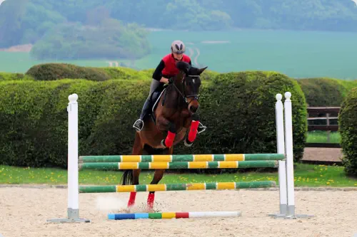 Königsprimel v. Kasimir TSF a.d. Königsfreude v. Interconti