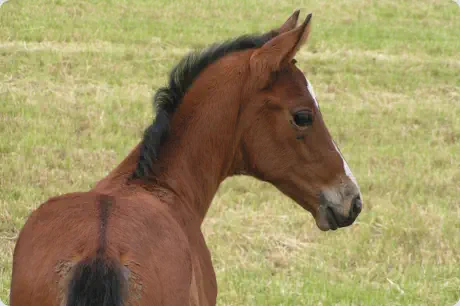Nasowas von Kasimir TSF a.d. Nadja v. Herzruf