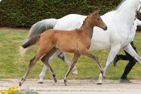 Zauberkantate von Kasimir TSF a.d. Zaubermusik v. Interconti