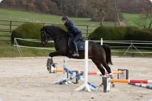 Königsstolz v. Niagara (hier 4-jährig)