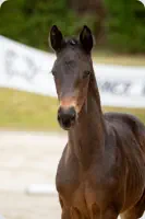 Königstanz v. Tempelhof (2022)