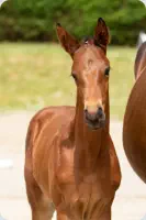 Königshof v. Tempelhof (2021)