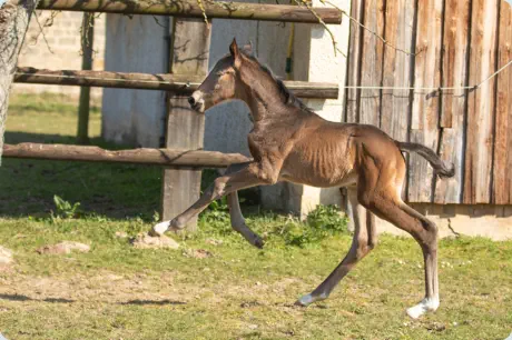 Königsveilchen v. In Versuchung