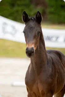 Königstanz v. Tempelhof (2022)