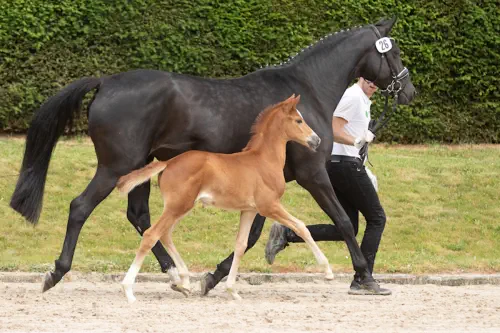 Zauberglöckchen v. Kasimir TSF a.d. Zauberbeere v. Tambour