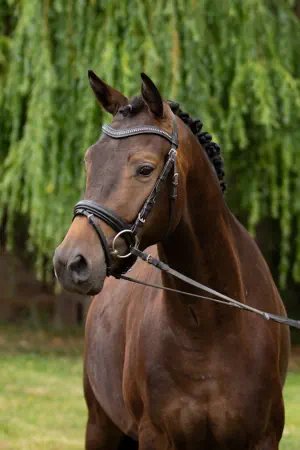 Zauberilex v. Interconti a.d Zauberbeere v. Tambour