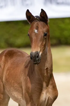 Zauberiris v. Interconti a.d Zauberbeere v. Tambour