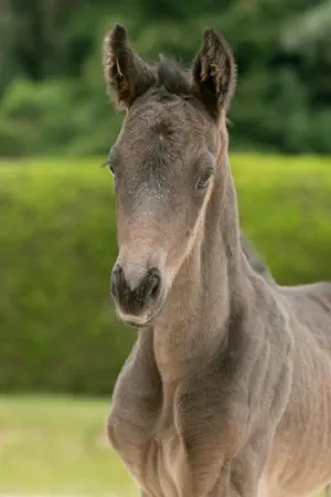 Zauberiroko v. Interconti a.d Zauberbeere v. Tambour