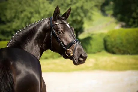 Zauberbeere - Trakehner Prämienstute