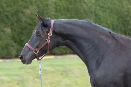 Zauberbeere - Trakehner Prämienstute