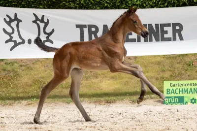 Zauberiris v. Interconti a.d. Zauberbeere v. Tambour