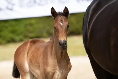 Zauberiris v. Interconti a.d. Zauberbeere v. Tambour