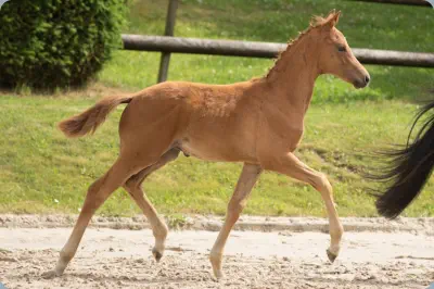 Zauberkomet v. Kasimir TSF u.d. Zaubernote v. Niagara