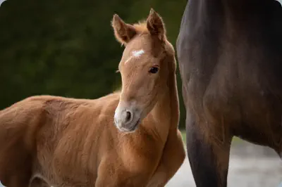 Zauberkomet v. Kasimir TSF u.d. Zaubernote v. Niagara