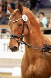 E.H. Tambour von E.H. Hohenstein u.d. E.St. Tänzerin V von E.H.Consul u.d. E.St. Tilsit II v. Herzbube